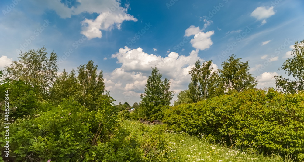 Landscape with field, wildflowers, trees, grass against blue sky with white clouds in summer