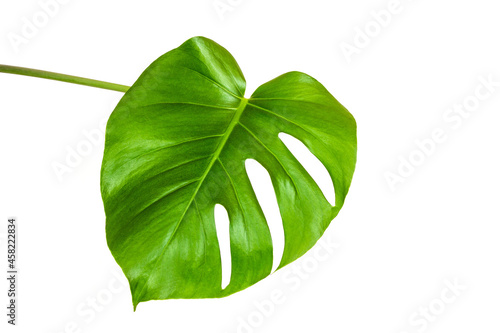 green leaf of a tropical monstera plant isolated on a white background