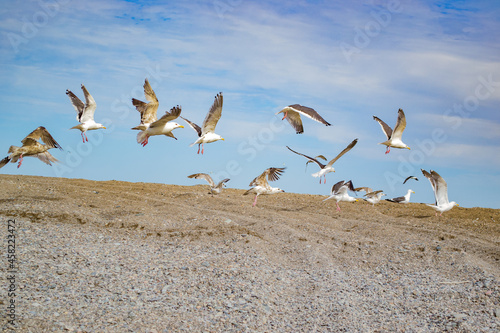 flock of seagulls © Sergey Belyakov