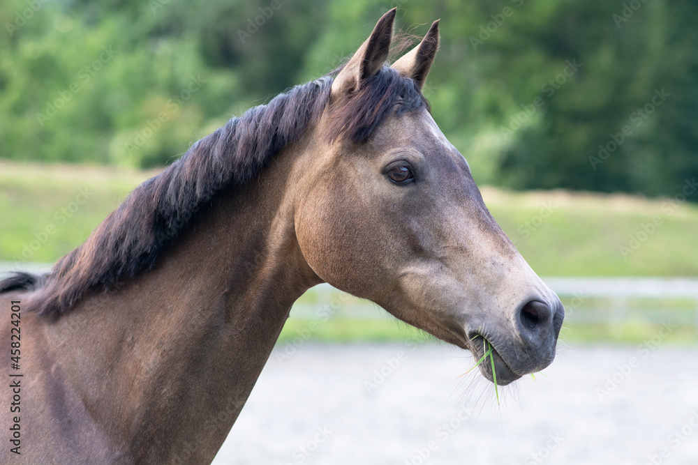 Deutsches Reitpony Deutsches Reitpony