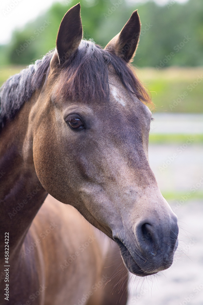 Obraz premium Deutsches Reitpony