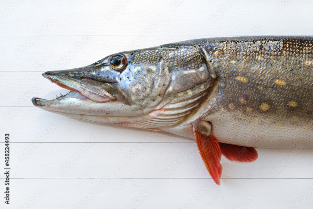 Large fresh river pike on a white wooden background. Copy space. Close up. Large fresh river pike on a white wooden background. Copy space. Close up.