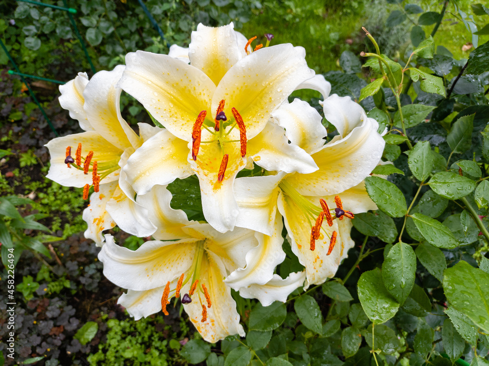 Fototapeta premium White lily buds and flowers
