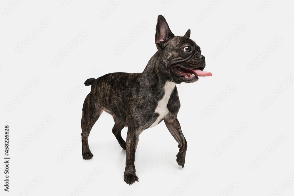 Portrait of cute puppy of French bulldog, purebred dog posing isolated over white background. Concept of pets, domestic animal, health