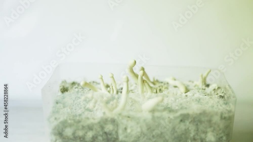 Sterile container with the mycelium of psilocybin mushrooms, psilocybe cubensis. Pin and primordia of the rastawhite variety. Cultivation, creation of conditions. Microdosing photo