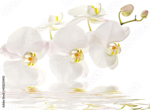 Blanche orchid  e 