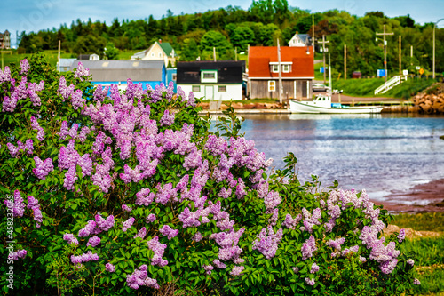 Cuadro en lienzo Spring lilacs flower along the shore in Stanley Bridge, Prince Edward Island