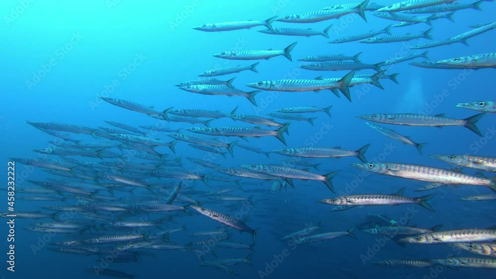 Underwater scene - Big school of barracuda fish Underwater scene - Big school of barracuda fish