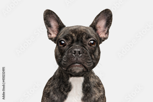 Close-up of beautiful dog  puppy of French bulldog posing isolated over white background. Concept of pets  domestic animal  health