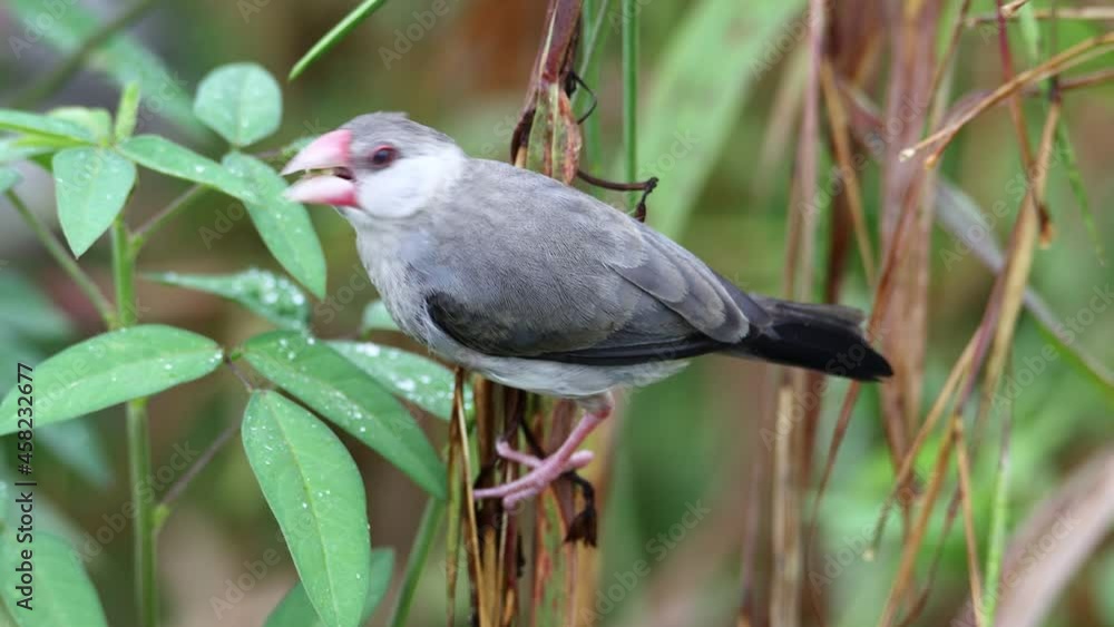 beautiful bird Java sparrow (Lonchura oryzivora) in Sabah, Malaysia. beautiful bird Java sparrow (Lonchura oryzivora) in Sabah, Malaysia.