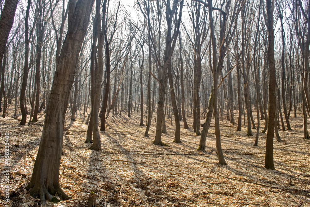Fototapeta premium Moss and tree brak texture close-up.