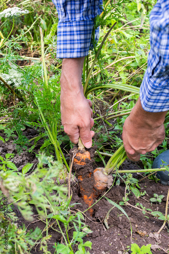 Farmer digs fresh organic carrots with tops from the ground, young raw vegetables from a garden bed