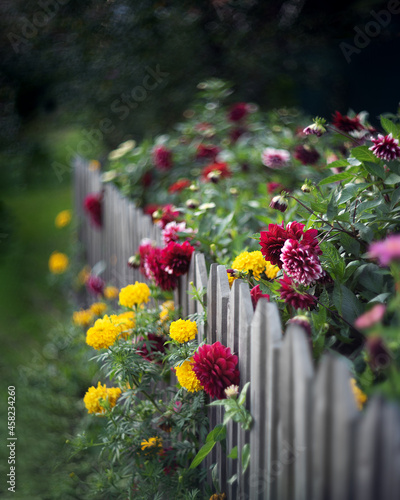 red and yellow flowers