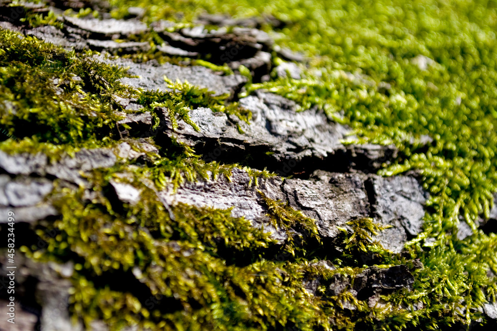 Moss and tree brak texture close-up.