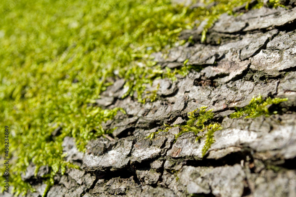 Moss and tree brak texture close-up. Moss and tree brak texture close-up.