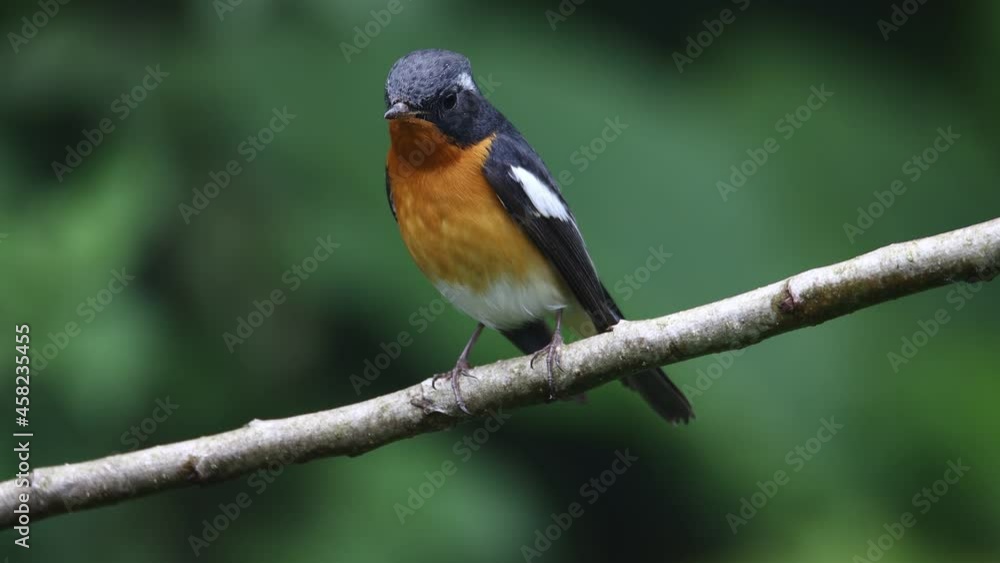 A Migration bird (Mugimaki Flycatcher) on the branch found in Sabah Borneo A Migration bird (Mugimaki Flycatcher) on the branch found in Sabah Borneo