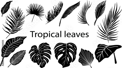 Tropical leaves silhouette. Exotic black leaf. Palm tree, monstera vector illustration