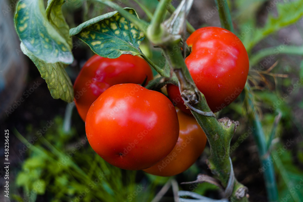 Obraz na płótnie Czerwone, zielone, czarne pomidory rosnąca w ekologicznej organicznej szklarni w salonie