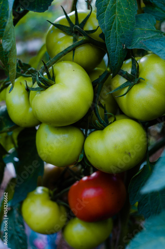 Czerwone, zielone, czarne pomidory rosnąca w ekologicznej organicznej szklarni