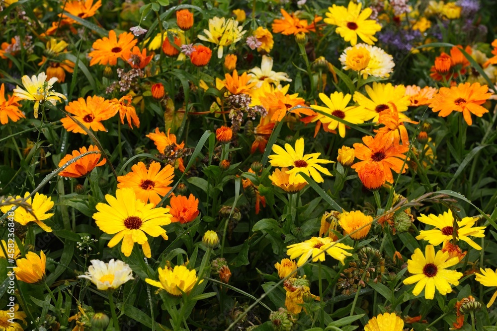 A close-up of yellow and orange asters in early fall in northern Sweden
