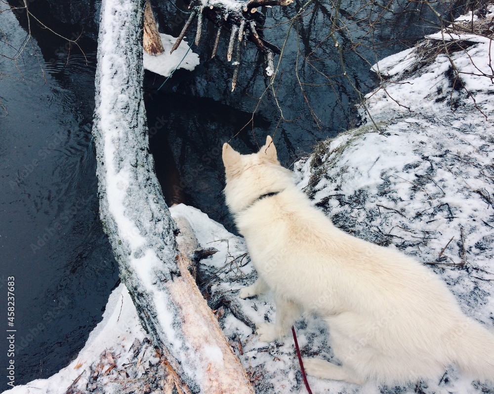 Pies biały owczarek na spacerze zimą - obrazy, fototapety, plakaty 