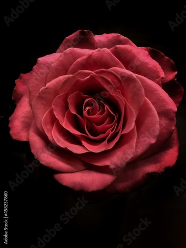 Red rose