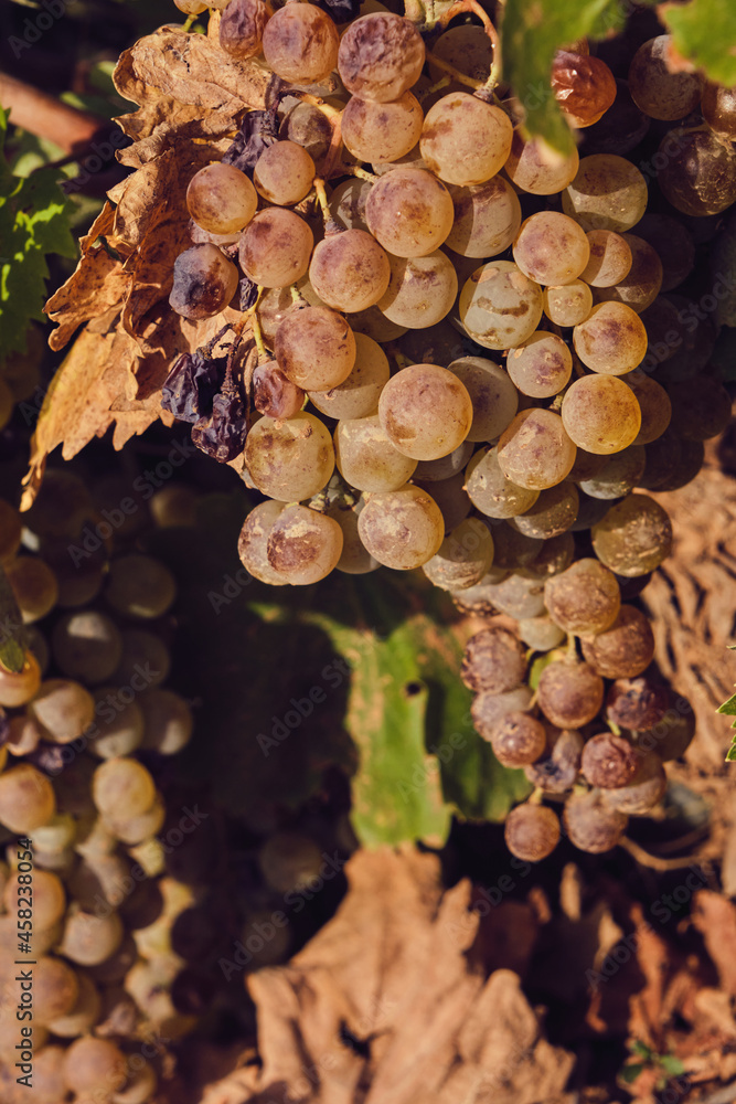 Grape vine ripe fruits Grape vine ripe fruits