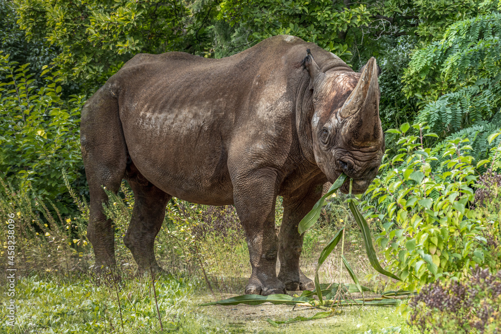 Fototapeta premium Black Rhinoceros Eating Green Foliage in a Lush Forest Setting for a Natural Wild Animal Portrait