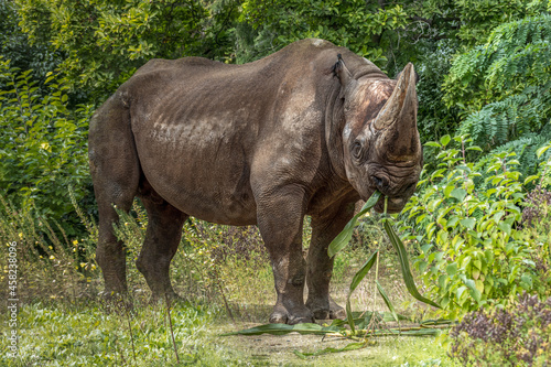 A rhino in brush eating plants