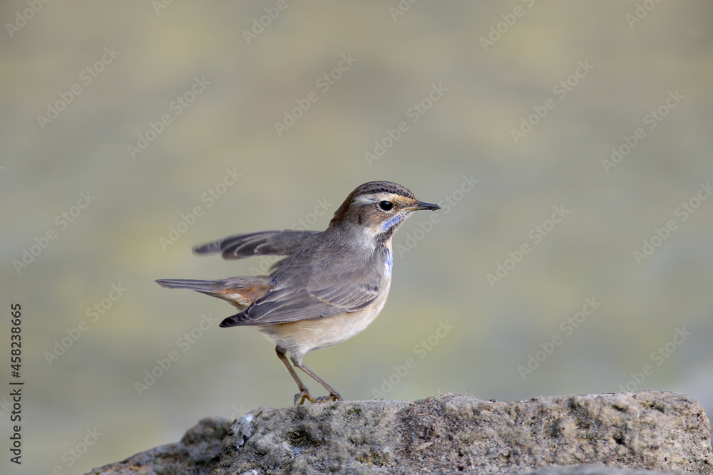 Close-up photo of a bluethroat sitting on a stone and holding a mosquito larva in its beak