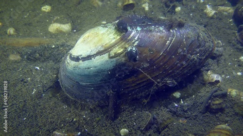 Freshwater bivalve Swan mussel (Anodonta cygnea) at the bottom of the river. photo