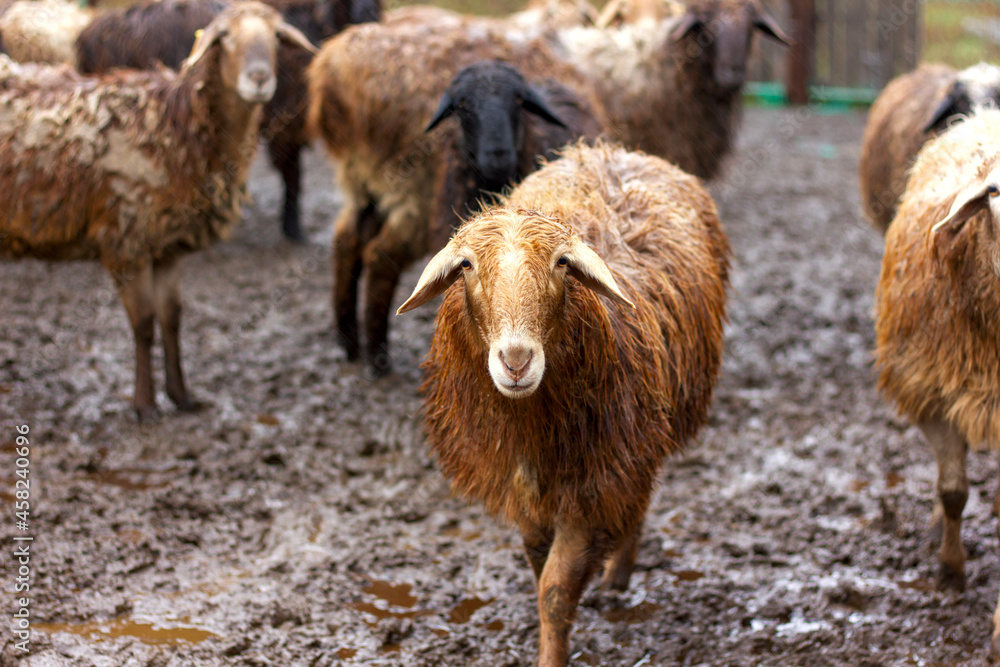 a flock of sheep and rams walks in the corral in the fall in the rain a flock of sheep and rams walks in the corral in the fall in the rain