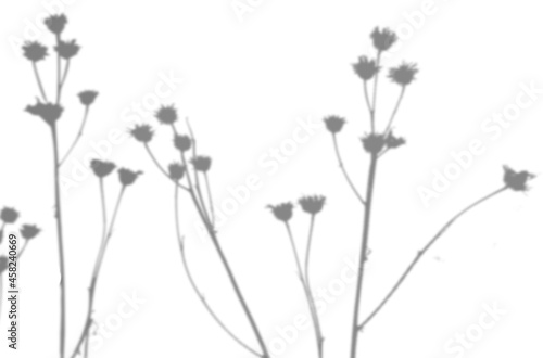 Summer background from the shadow of a sprig of field grass on a white wall. White and black for photo or mockup