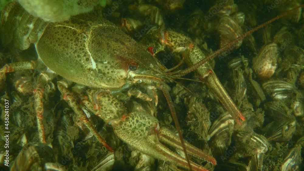 European Crayfish or Broad Clawed Crayfish (Astacus astacus) on the river bottom, portrait, , then slowly creeps out of the frame, top view. European Crayfish or Broad Clawed Crayfish (Astacus astacus) on the river bottom, portrait, , then slowly creeps out of the frame, top view.