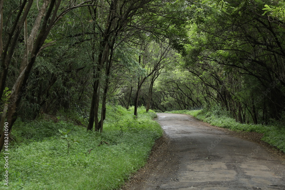 Beautiful Route in a forest area. Beautiful Route in a forest area.
