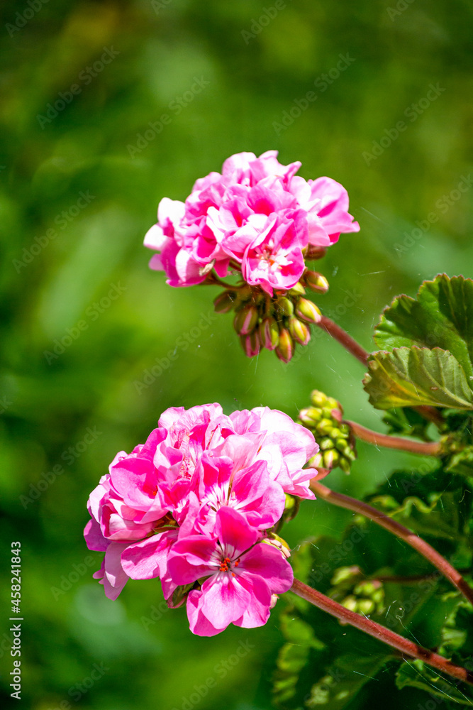 Blooming buds of pink geranium in a flower pot. Blooming buds of pink geranium in a flower pot.