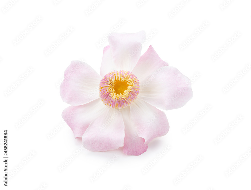 Gustavia flower on isolated white background Gustavia flower on isolated white background