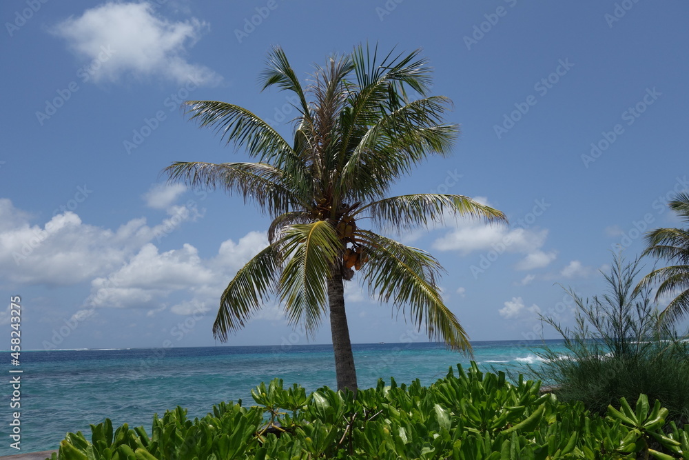 Palm tree and green bushes in front of the indian ocean
