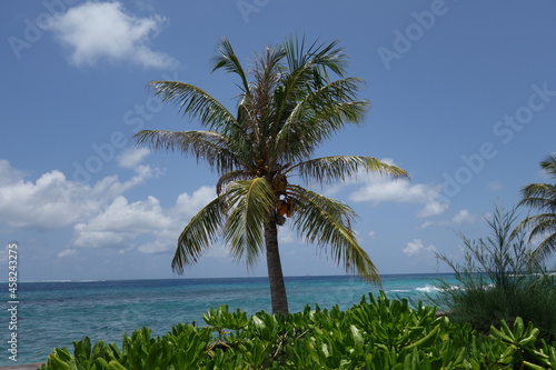 Palm tree and green bushes in front of the indian ocean