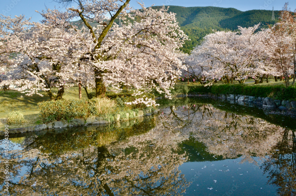 The cherry blossoms in full bloom are beautifully reflected on the lake