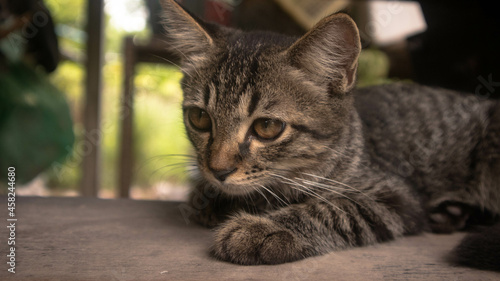 cat on the window looking at villagers walking through