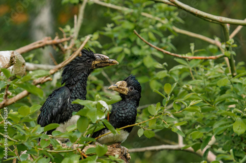 Two  piping hornbill (Bycanistes fistulator) sitting on the branch photo