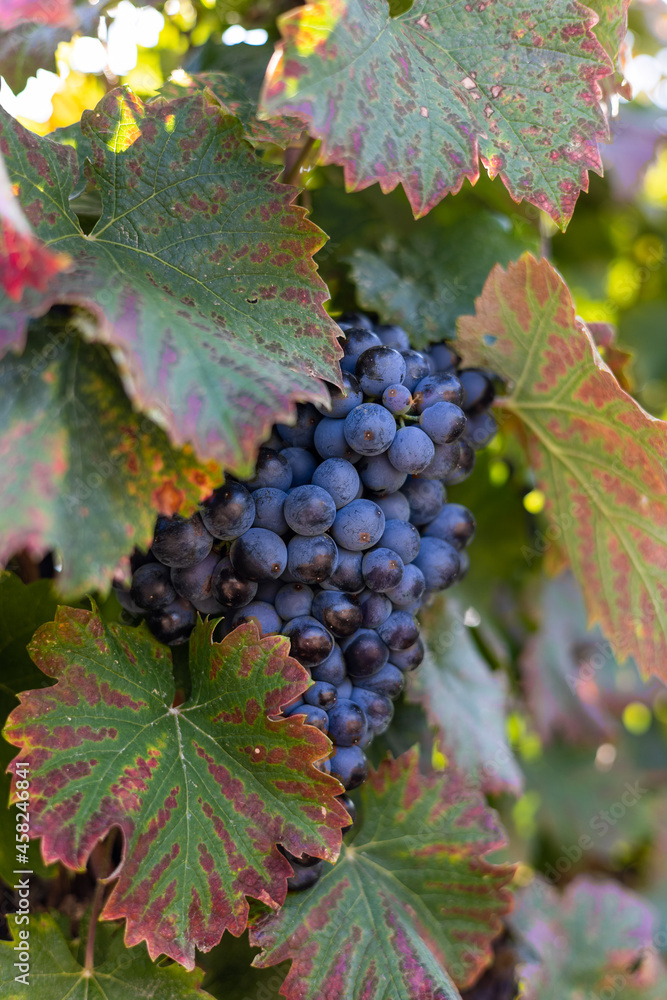 Gros plan sur une grappe de raisin rouge prête à être récoltée dans le vignoble de Saint-Saturnin-de-Lucian (Occitanie, France)
