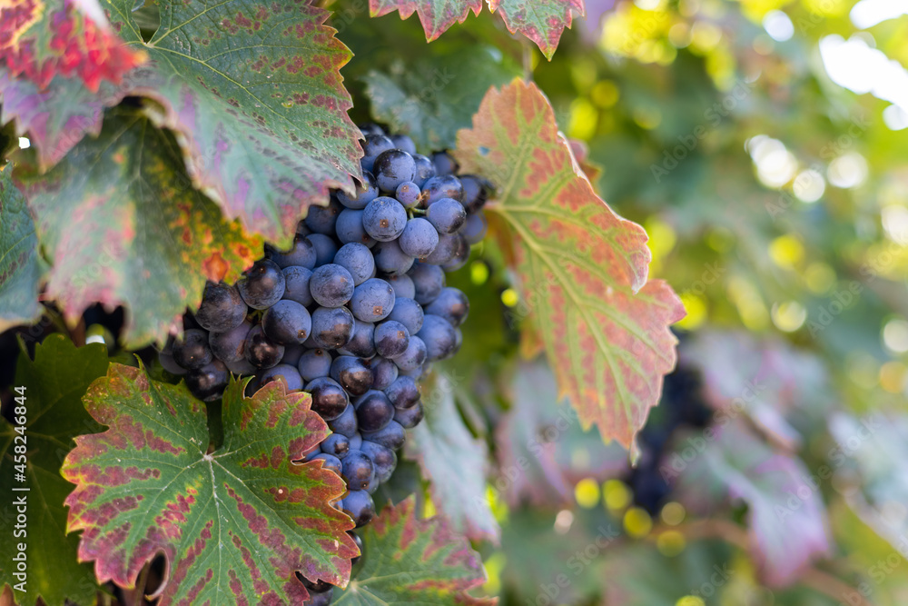 Gros plan sur une grappe de raisin rouge prête à être récoltée dans le vignoble de Saint-Saturnin-de-Lucian (Occitanie, France) Gros plan sur une grappe de raisin rouge prête à être récoltée dans le vignoble de Saint-Saturnin-de-Lucian (Occitanie, France)
