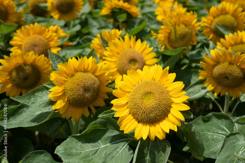 Fototapeta premium Closeup sunflower with blur background 