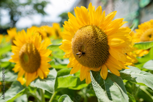 Closeup sunflower with blur background 