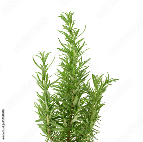 fresh branches of rosemary with green leaves isolated on white background. Spice for meat  fish