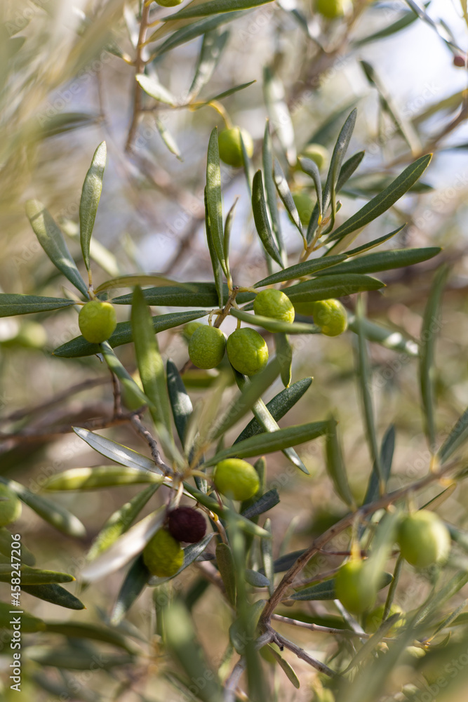 Gros plan sur des olives vertes prêtes à être récoltées à Saint-Saturnin-de-Lucian (Occitanie, France) Gros plan sur des olives vertes prêtes à être récoltées à Saint-Saturnin-de-Lucian (Occitanie, France)