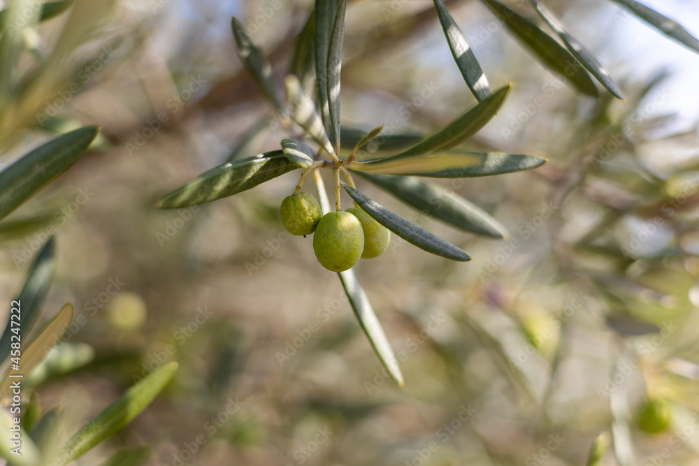 Gros plan sur des olives vertes prêtes à être récoltées à Saint-Saturnin-de-Lucian (Occitanie, France)