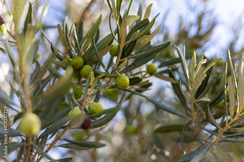 Gros plan sur des olives vertes prêtes à être récoltées à Saint-Saturnin-de-Lucian (Occitanie, France)